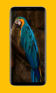 parrot wallpapers