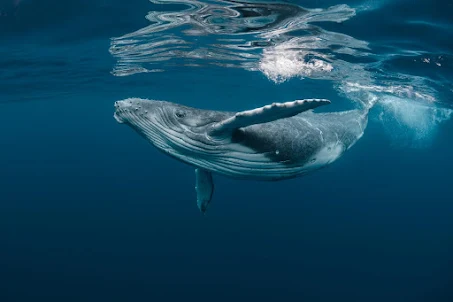 Sea Whales