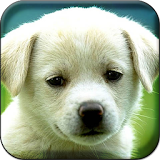 Puppy HD Live Wallpaper icon