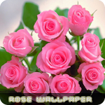 Roses flower Wallpapers V2 Apk