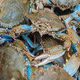 Blue Crab Recipes icon