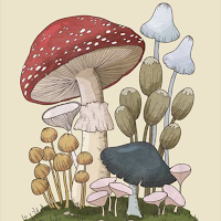 Mushroom Wallpapers