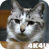 4K Cute Cat Video Live Wallpaper icon