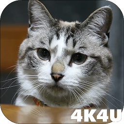 Symbolbild für 4K Cute Cat Video Live Wallpap