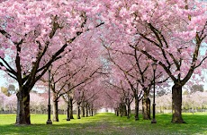 春の桜のライブ壁紙 Cherry Blossom Liveのおすすめ画像1
