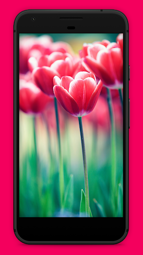 Flowers Wallpapers