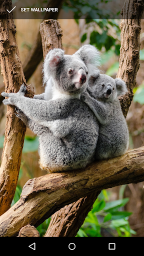 Android application Cuddly Koala Wallpaper screenshort