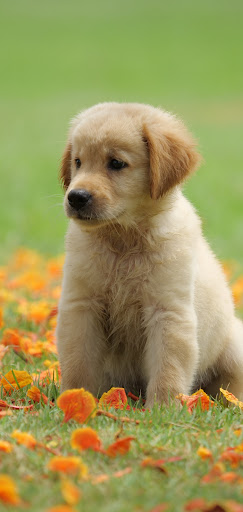 Golden Retriever Dog Wallpaper Screenshot