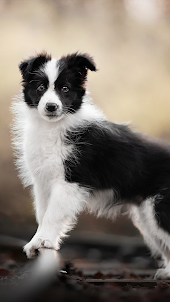 Wallpapers Border Collie
