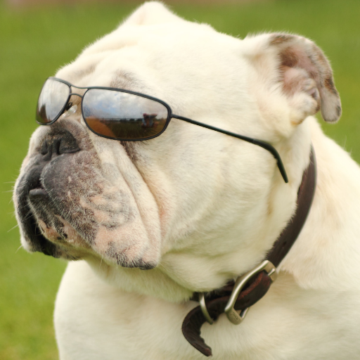 Pet Store | Pets Care logo