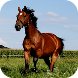 🐴 Horse Wallpapers icon