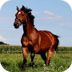 ? Horse Wallpapers Apk