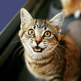 Cat Sounds - Cat Meow Sounds Ringtones icon