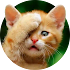Funny Cat Stickers - WASticker