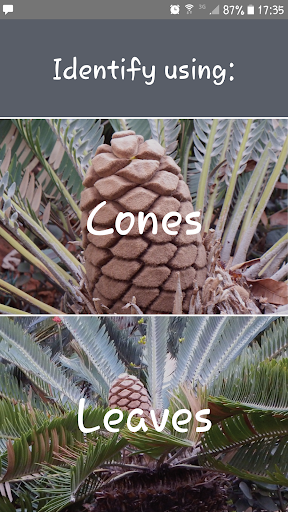 Android application Indigenous Cycads screenshort