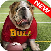 ? Bulldog Wallpapers - Dog Wallpapers