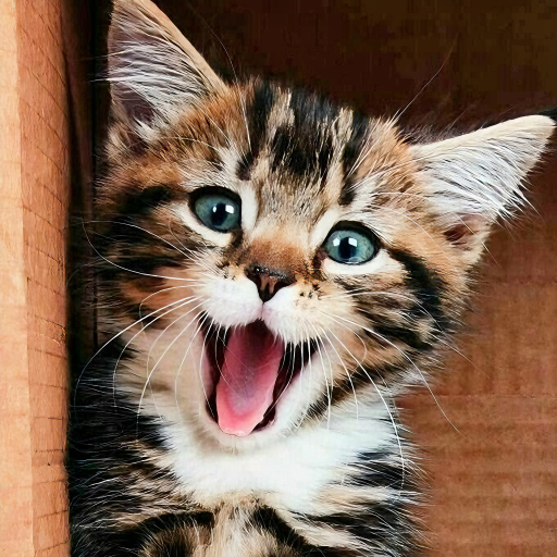Kitten & Cute Cat Wallpaper HD  Icon