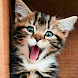 子猫とかわいい猫の壁紙Hd - Androidアプリ