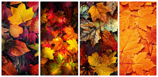 Android application Fall Wallpaper screenshort