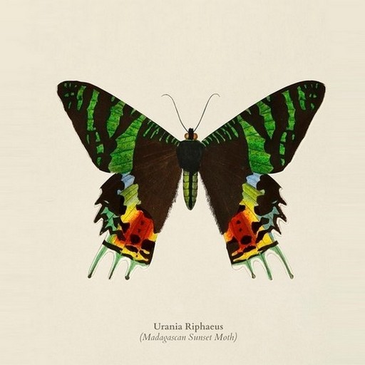 Butterfly Illustrations logo