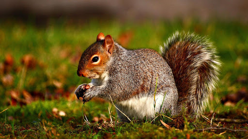 Wild Animals Live Wallpaper