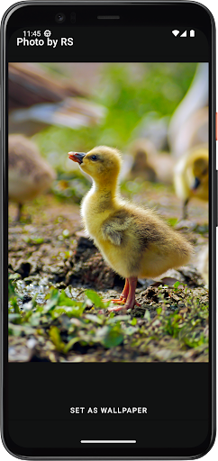 Photography & Wallpapers Screen 3