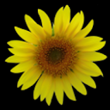 Sunflower LW + weather icon