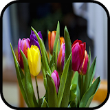 Tulip Wallpapers icon