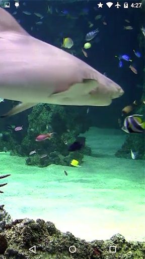 Video Wallpaper: Aquarium Screen 2