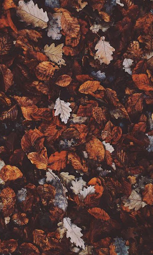 Fall Wallpaper Screen 2