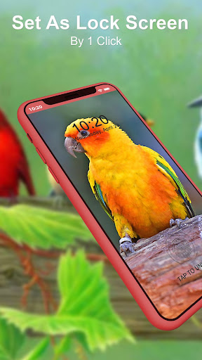 Beautiful Birds Wallpaper HD