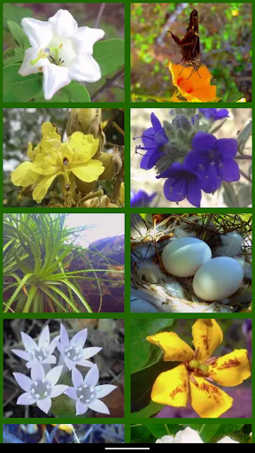 Nature Screen 2