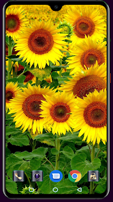Captura 14 Sunflower Wallpaper android