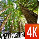 Forest Wallpapers 4k icon