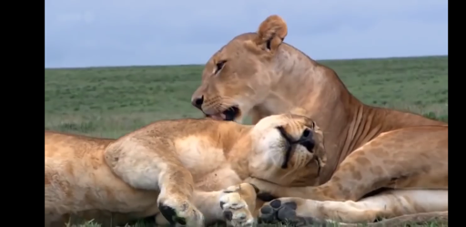 Animal Documentaries - Wildlife