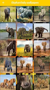 Elephant wallpapers Hd & 4k