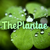 The Plantae - Free plant identification icon