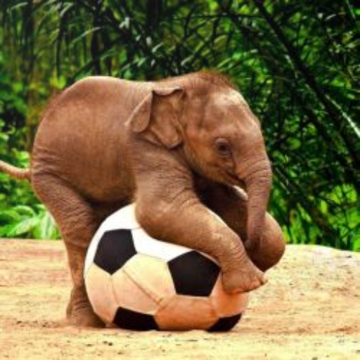 Cute HD Elephant Wallpapers logo