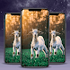 Handsome Goat Wallpaper - Androidアプリ
