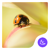 ladybug-APUS Launcher theme icon