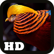 Top 40 Personalization Apps Like Exotic Bird Wallpaper HD - Best Alternatives