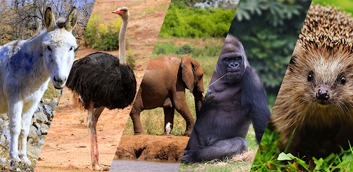 Animal Names for Kids