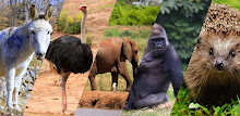 Learn Animal Names APK