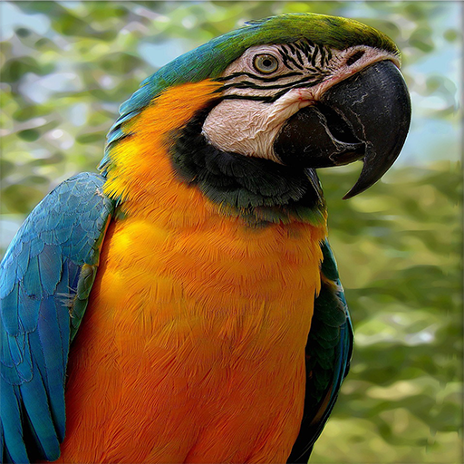 Birds Live Wallpaper logo