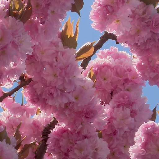 spring tree wallpaper logo