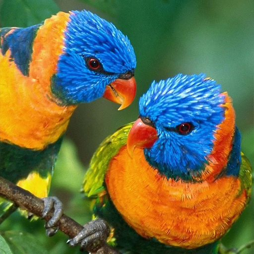 Parrot Love Wallpaper