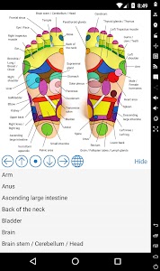 Foot Reflexology Chart Unknown