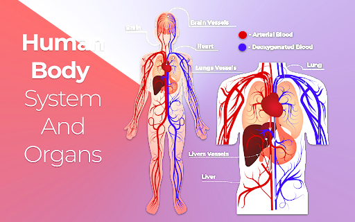 Android application Body System & Anatomy Learning screenshort