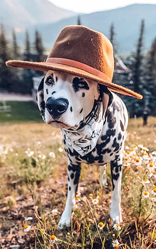 Dalmatian Wallpapers Screen 3