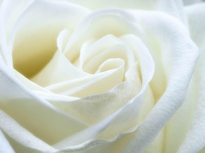 √1000以上 白い 薔薇 待ち受け 画像 276343-白い 薔薇 待ち受け 画像